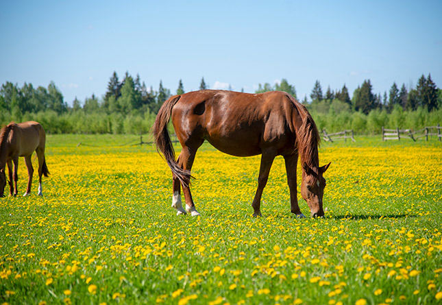 horse in a field