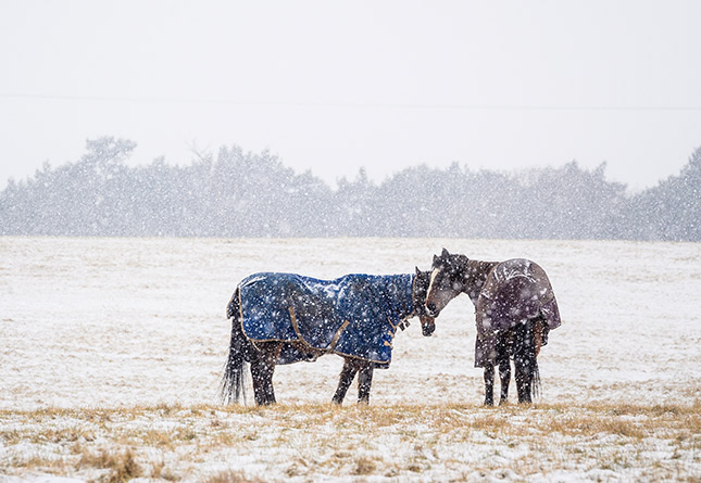 horses in snow wearing coats