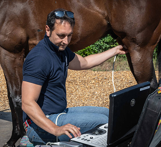 Paolo guasco scanning a horse