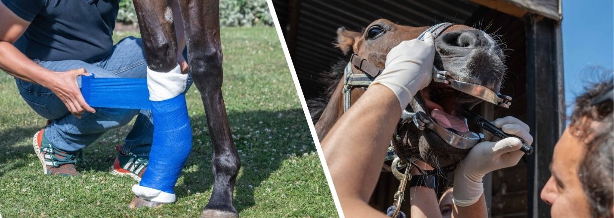 Guasco and associates vet treatments